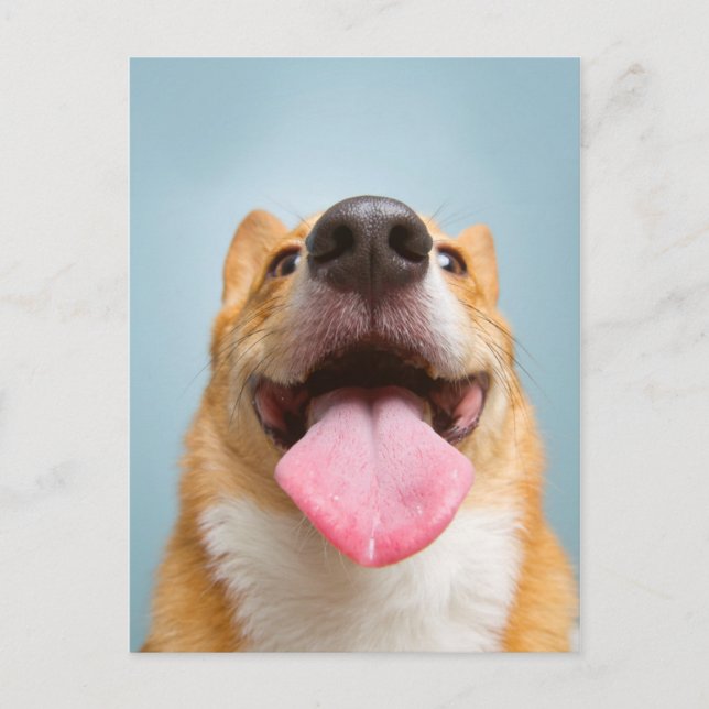 Getty Images | Very Happy Corgi Postcard (Front)