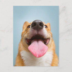 Getty Images   Very Happy Corgi Postcard