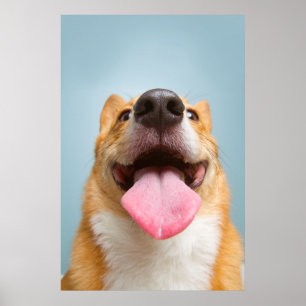 Getty Images Very Happy Corgi Poster