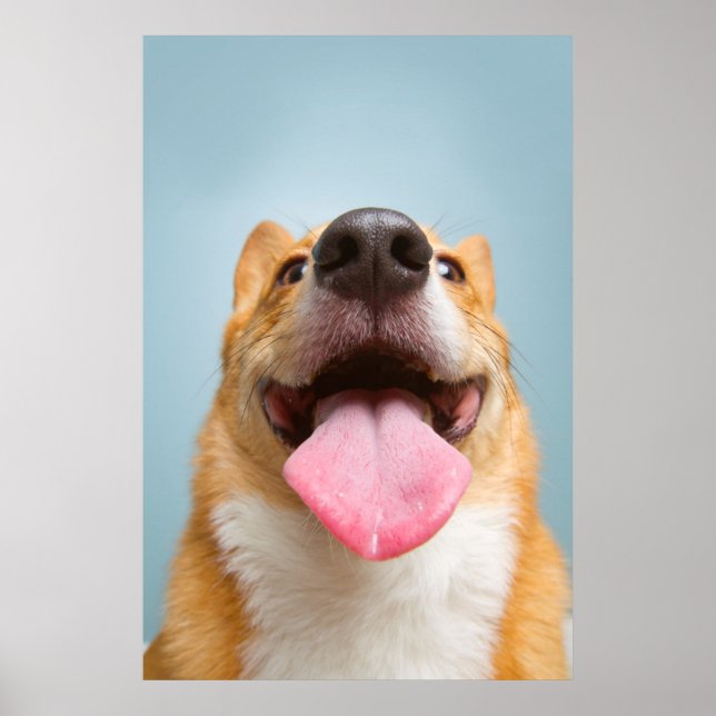 Getty Images | Very Happy Corgi Poster (Front)