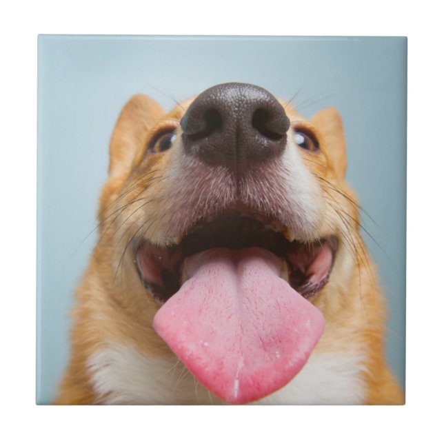 Getty Images | Very Happy Corgi Tile (Front)