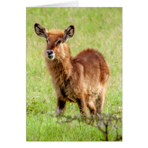 Getty Images Young Brown Antelope Waterbuck