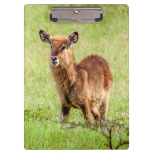 Getty Images Young Brown Antelope Waterbuck Clipboard