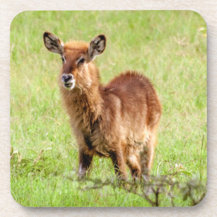 Getty Images Young Brown Antelope Waterbuck Coaster