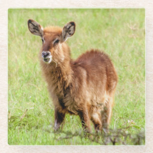 Getty Images Young Brown Antelope Waterbuck Glass Coaster