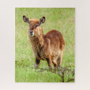 Getty Images Young Brown Antelope Waterbuck Jigsaw Puzzle