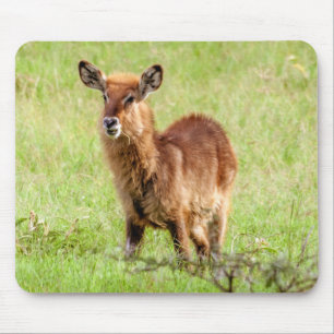 Getty Images Young Brown Antelope Waterbuck Mouse Pad