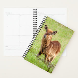 Getty Images Young Brown Antelope Waterbuck Planner