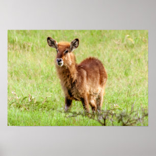 Getty Images Young Brown Antelope Waterbuck Poster