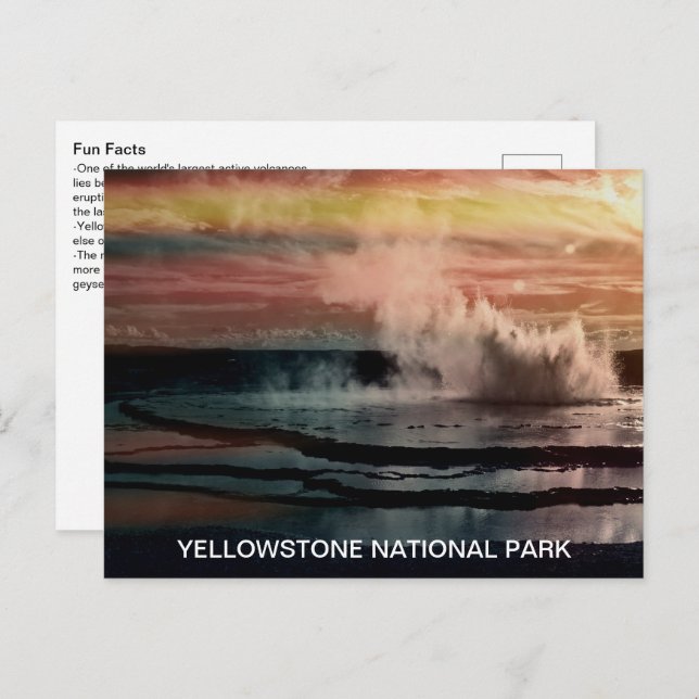 Geyser Fun Facts Yellowstone National Park Postcard (Front/Back)