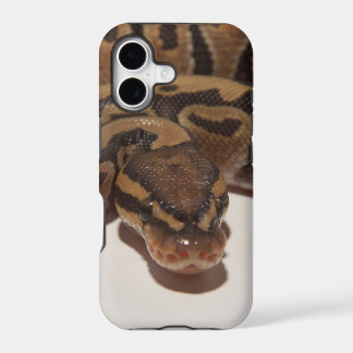 Ghost Ball Python