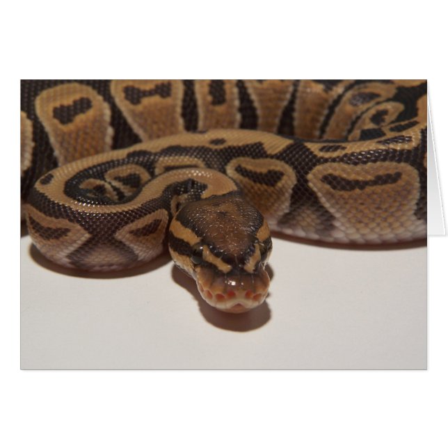 Ghost Ball Python Card (Front Horizontal)