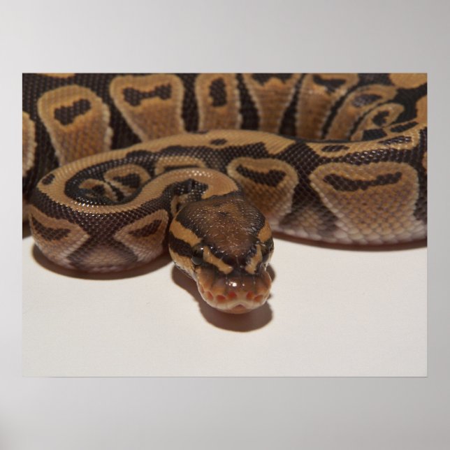 Ghost Ball Python Poster (Front)