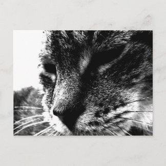 Ghost Cat Postcard