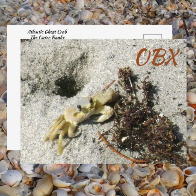 Ghost Crab OBX NC Photographic Postcard (Creator Uploaded)