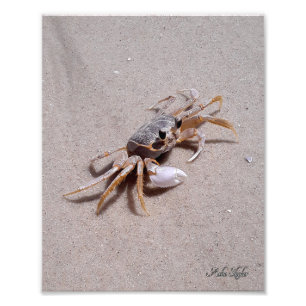 Ghost Crab Photo Print