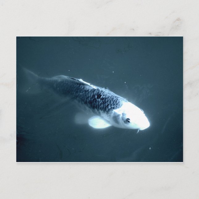 "Ghost" Fish Postcard (Front)