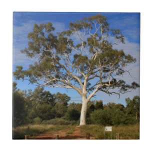 Ghost gum tree, Outback Australia Tile