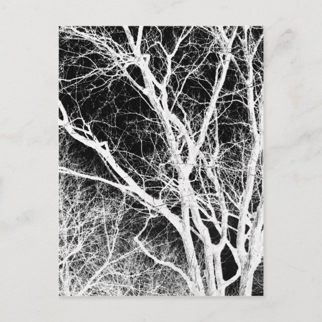 ghost tree postcard (Front)
