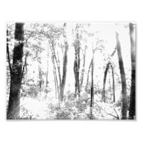 Ghostly Forest