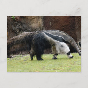 Giant Ant Eater4x6 Postcard