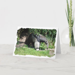 Giant Anteater Greeting Card
