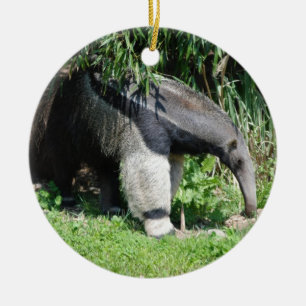 Giant Anteater Ornament
