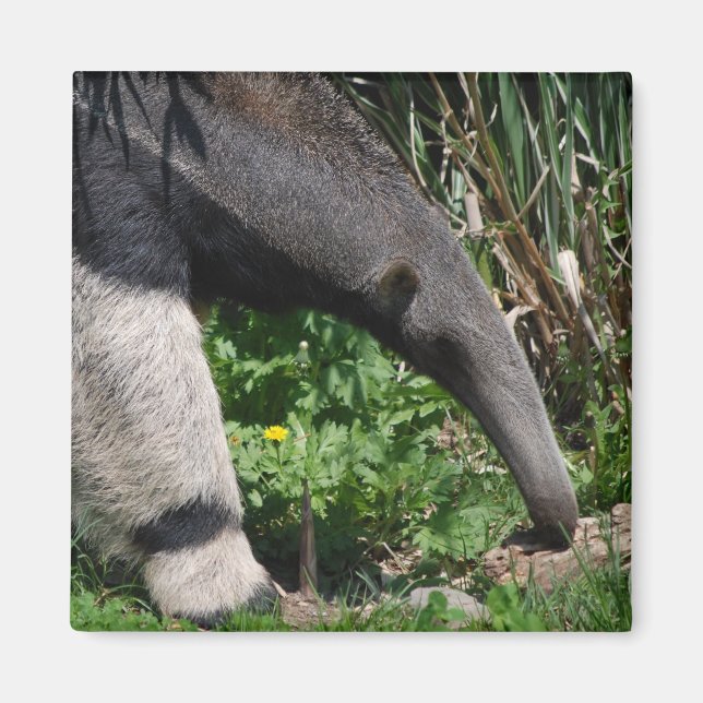 Giant Anteater Photo Magnet (Front)