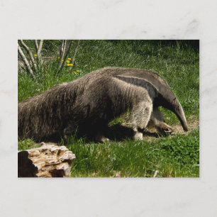 Giant Anteater Postcard