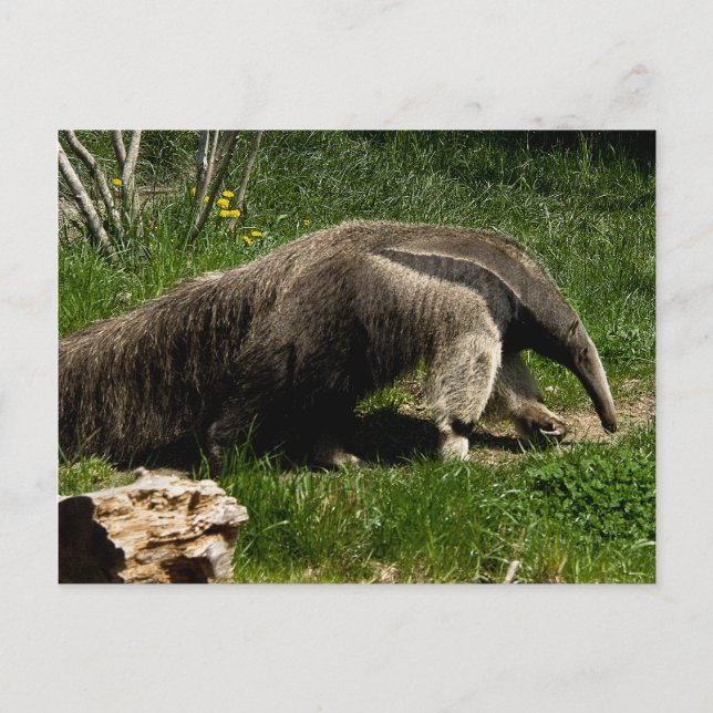 Giant Anteater Postcard (Front)