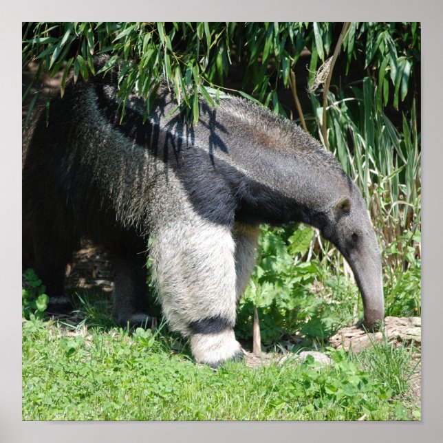 Giant Anteater Poster (Front)