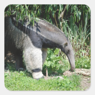 Giant Anteater  Stickers