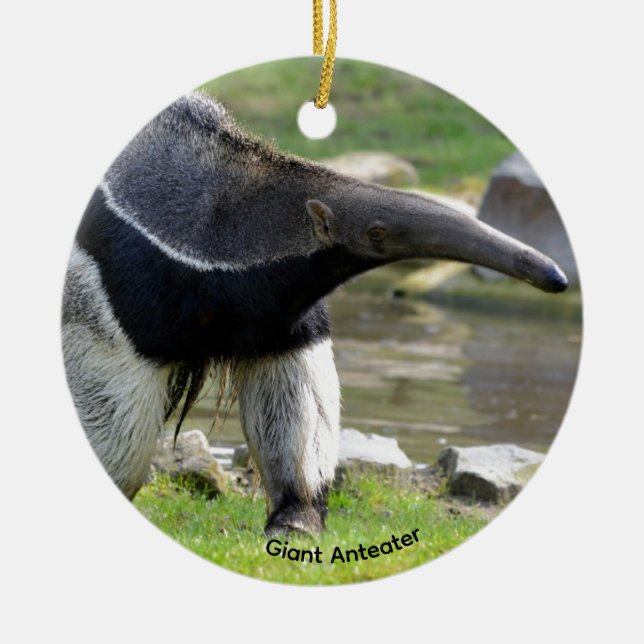 Giant Anteater walking on grass Ceramic Ornament (Front)