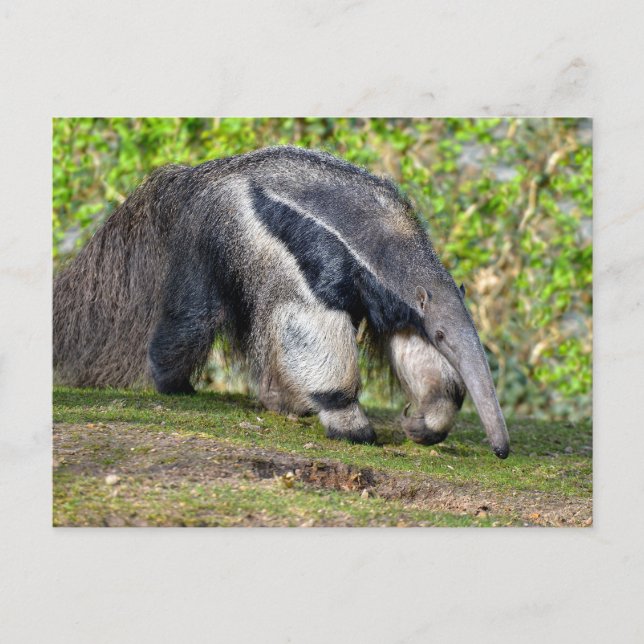 Giant Anteater walking on grass Holiday Postcard (Front)