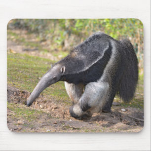 Giant Anteater walking on grass Mouse Pad