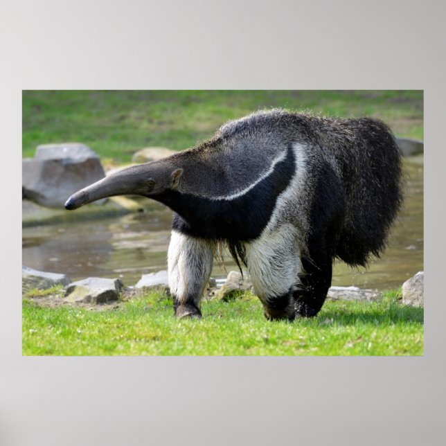 Giant Anteater walking on grass Poster (Front)