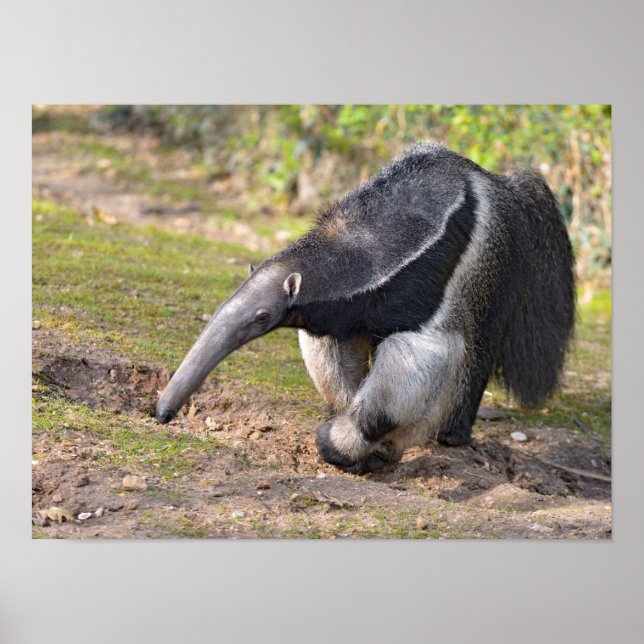 Giant Anteater walking on grass Poster (Front)