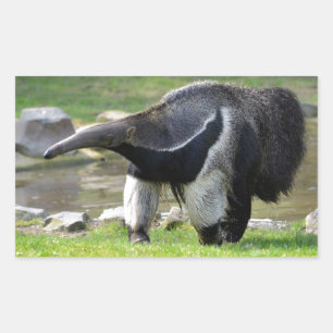 Giant Anteater walking on grass Rectangular Sticker