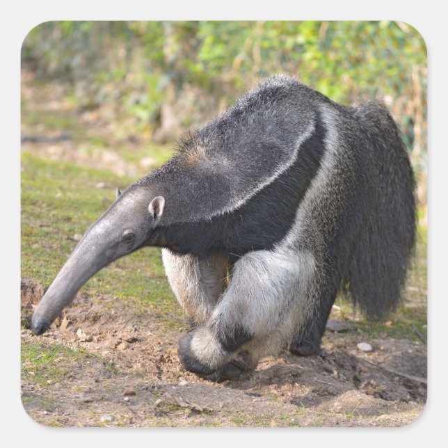 Giant Anteater walking on grass Square Sticker (Front)