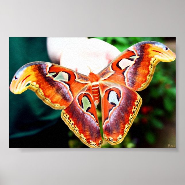Giant Atlas Moth Poster (Front)