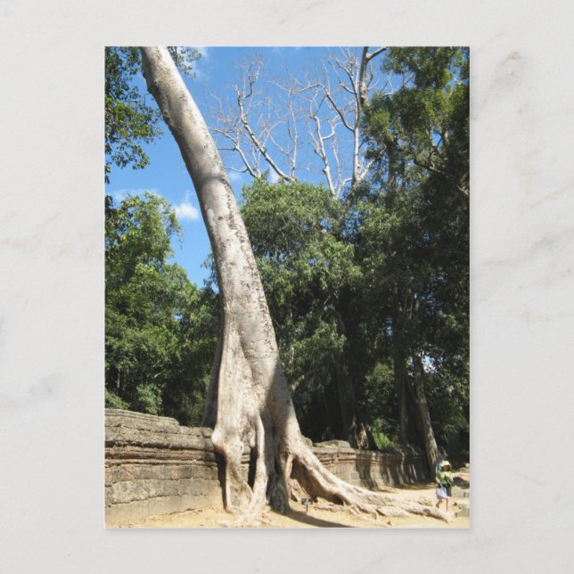 Giant Banyan Tree ... Ta Prohm Temple, Cambodia Postcard (Front)