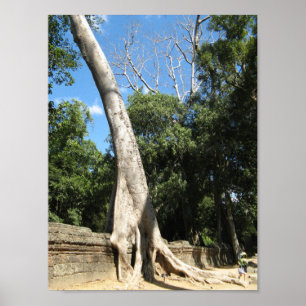 Giant Banyan Tree ... Ta Prohm Temple, Cambodia Poster