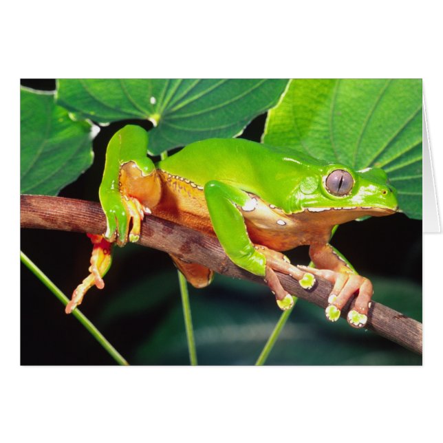 Giant Bicolor Monkey Treefrog, Phyllomedusa (Front Horizontal)