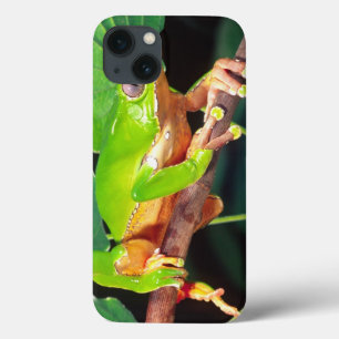 Giant Bicolor Monkey Treefrog, Phyllomedusa iPhone 13 Case