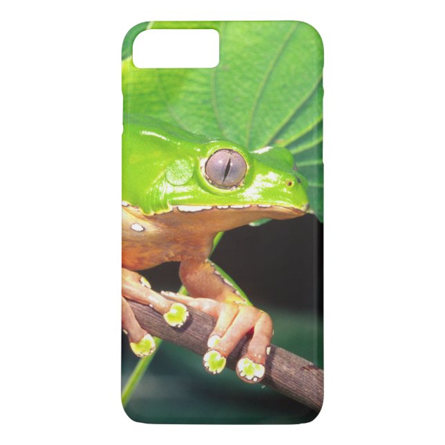 Giant Bicolor Monkey Treefrog, Phyllomedusa Case-Mate iPhone Case (Back)