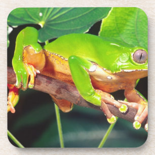 Giant Bicolor Monkey Treefrog, Phyllomedusa Coaster