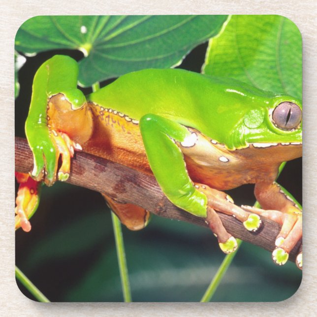 Giant Bicolor Monkey Treefrog, Phyllomedusa Coaster (Front)