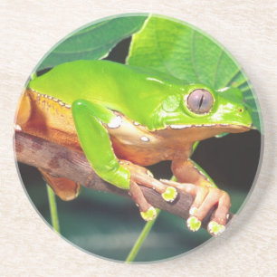 Giant Bicolor Monkey Treefrog, Phyllomedusa Coaster