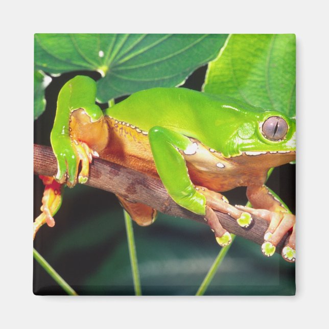 Giant Bicolor Monkey Treefrog, Phyllomedusa Magnet (Front)