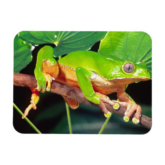 Giant Bicolor Monkey Treefrog, Phyllomedusa Magnet (Horizontal)